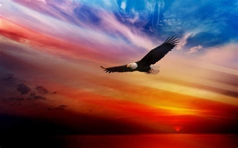 animals, Eagle, Sunset, Bald Eagle, Birds HD Wallpaper Desktop Background | Eagle wallpaper ...