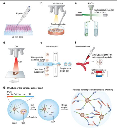 Table 1 from Single-cell RNA sequencing technologies and bioinformatics pipelines | Semantic Scholar