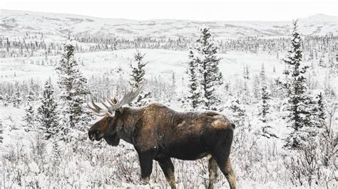 Winter Wildlife Viewing in Alaska | Travel Alaska