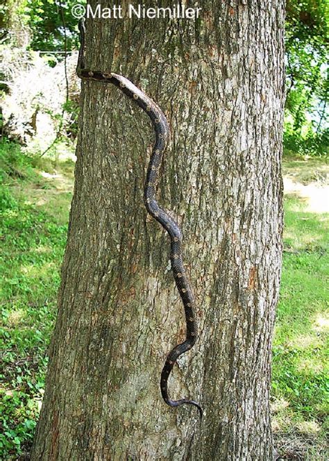 Gray Ratsnake | State of Tennessee, Wildlife Resources Agency