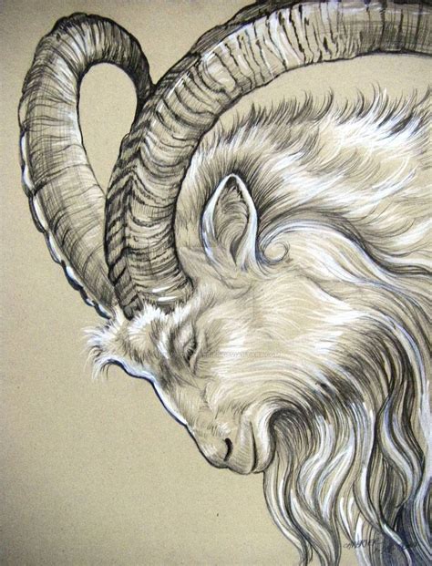 Olikristinns Icelandic Goat | Animal drawings sketches, Animal drawings ...