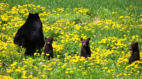 Slideshow: Maine Black Bears - Down East