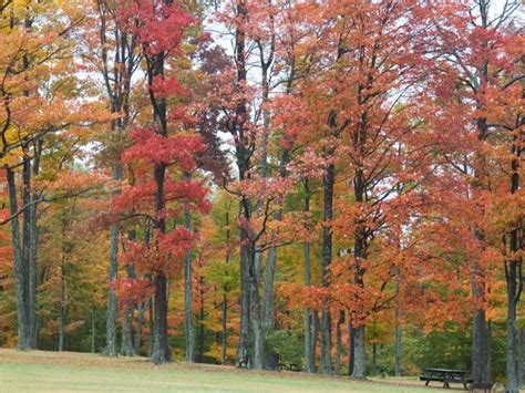 Western Pennsylvania Fall Foliage 2017: Expect Exceptionally Vibrant ...