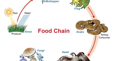 How To Draw A Food Chain Diagram