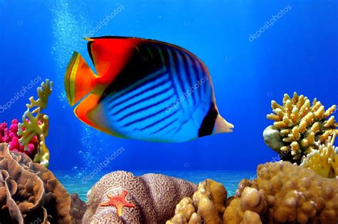 Butterflyfish and coral reef — Stock Photo © Vlad61 #4483112