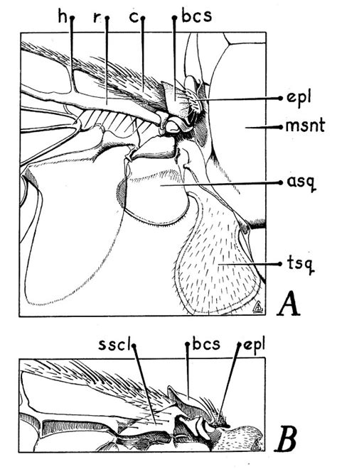 True Flies (Diptera) | Smithsonian Institution