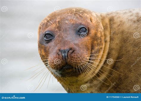 Seal Head stock photo. Image of nature, aquatic, wild - 11754260