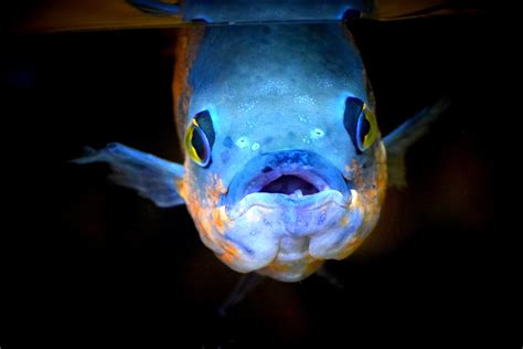 Free Images : animal, underwater, blue, ugly, goldfish, macro photography, pira, marine biology ...