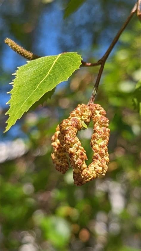 Birch tree allergy (Betula) - a complete guide w/ photos. » Allerma™