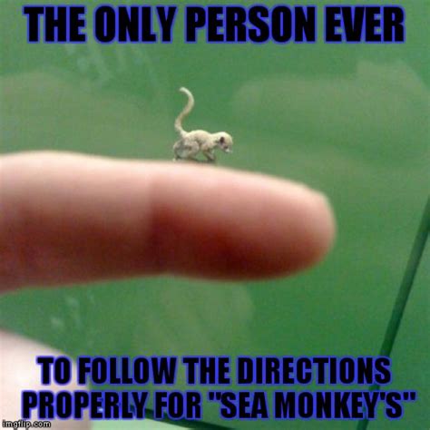 Sea Monkey Meme