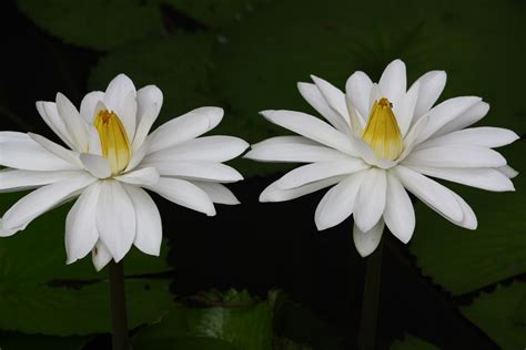 Photography and beyond: Lotus- National Flower of India