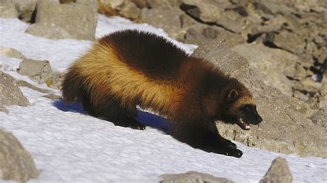 Are wolverines dangerous? We dispel a few myths... | Advnture