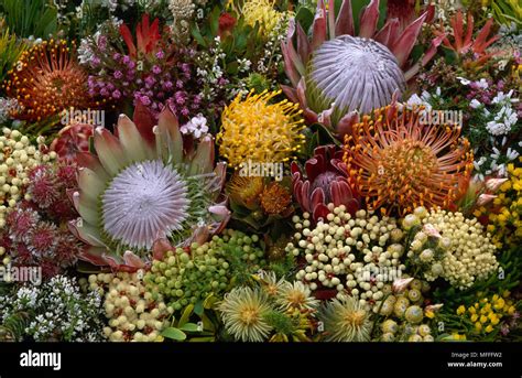 FYNBOS FLOWERS Known for its high diversity of endemic plants Cape Floral Kingdom South Africa ...