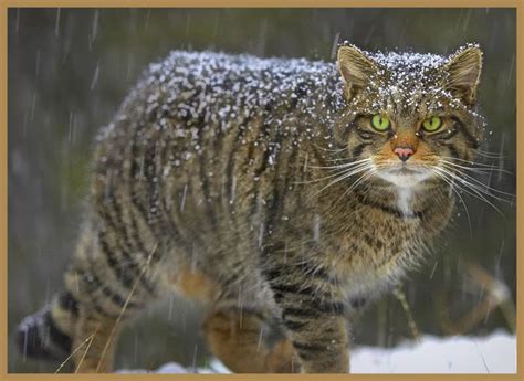 Scottish Wildcat (F. s. silvestris) The Scottish wildcat is a subspecies of the European wildcat ...