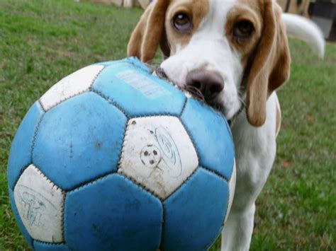 1000+ images about Dogs Playing Soccer on Pinterest | Service dogs, Soccer and Puppys