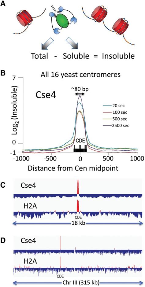 Remarkable Evolutionary Plasticity of Centromeric Chromatin