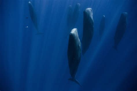 Why Do Whales Sleep Vertically? - Sleepy Kingdom