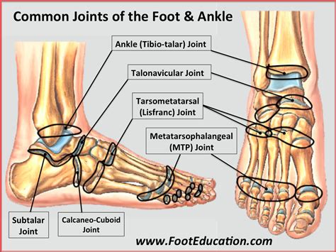 Bones and Joints of the Foot and Ankle Overview - FootEducation