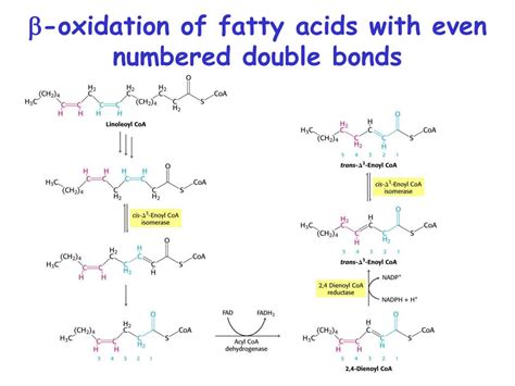 PPT - Fatty acid Catabolism ( b -oxidation) PowerPoint Presentation - ID:735945