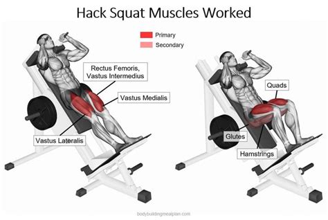 How to Do Hack Squats: Foot Placement & Proper Form | Squats muscles ...