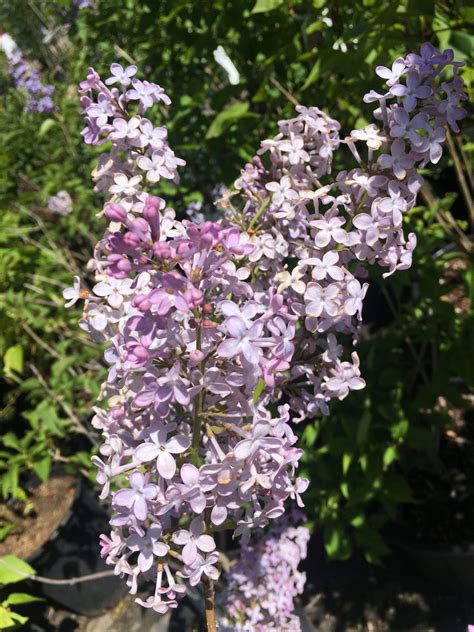 Lilac – Common – Cheyenne Tree Farm – Trees, Shrubs, Perennials ...