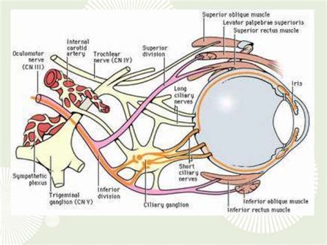 Anatomy of 3rd cranial nerve