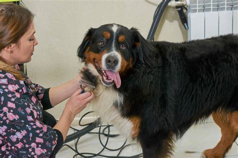 Bernese Mountain Dog Grooming: 15 Expert Tips – Dogster