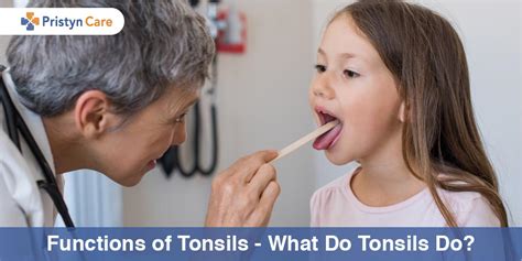 Functions of Tonsils - What Do Tonsils Do?