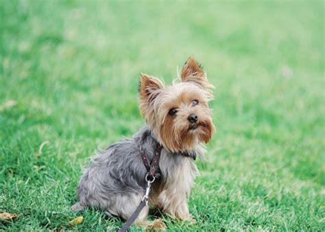 Learn About The Yorkshire Terrier Dog Breed From A Trusted Veterinarian