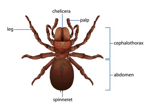 Spider Identification - Spider Anatomy - How to Identify Spiders