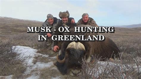 Musk Ox Hunting in Greenland - Hunters In Action - Video Channel for ...