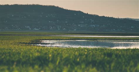 Grass Field · Free Stock Photo