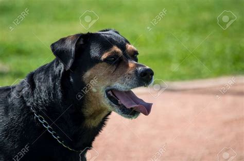 Rottweiler Dangerous Dogs