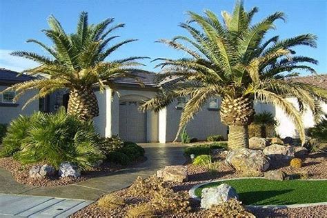 Small Palm Trees For Your Front Yard: A Guide To Choosing The Right ...