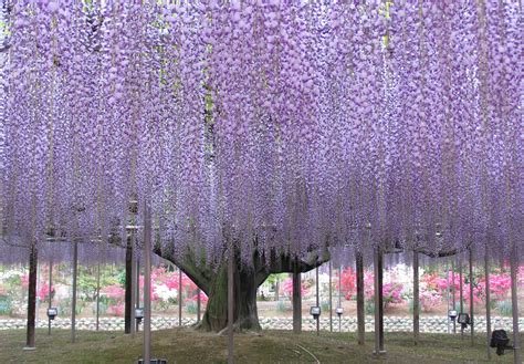 Giant Wisteria in Japan's Ashikaga Flower Park : pics