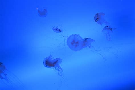 Free Images : sea, ocean, animal, underwater, jellyfish, blue, invertebrate, aquarium, cnidaria ...