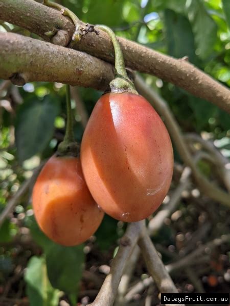 Buy Tamarillo Kyogle Grafted Cuttings Fruit Trees Cyphomandra betacea