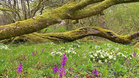 BBC News - In pictures: Dorset wildlife captured for calendar