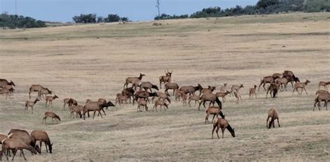 Do Elk in the Backcountry Wilderness Area Migrate?