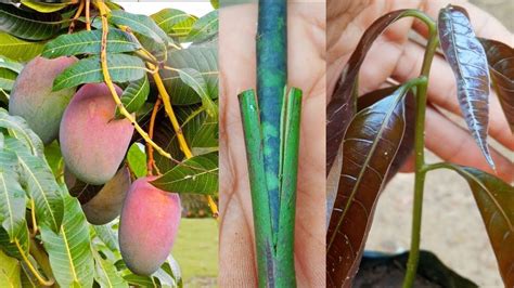 Stone grafting mango tree | mango grafting easy method stone grafting epicotyl grafting 💯 ...