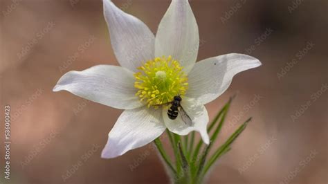 A bee collects pollen from flowers. close-up Stock Video | Adobe Stock