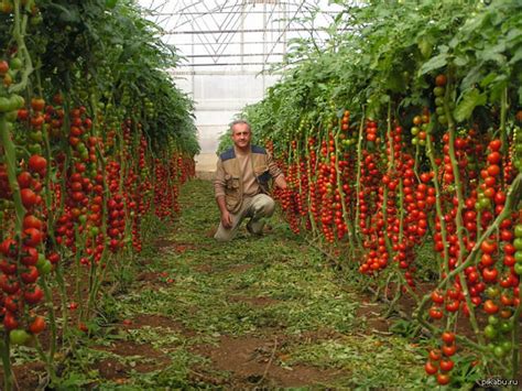 Tomato Seeds Tsifomandra tree Tomato Vegetable Seeds. 25 | Etsy in 2021 | Tomato tree, Tomato ...