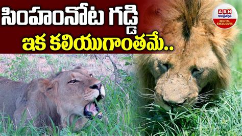 Lion caught eating grass || సింహంనోట గడ్డి - ఇక కలియుగాంతమే .. || ABN Digital - YouTube