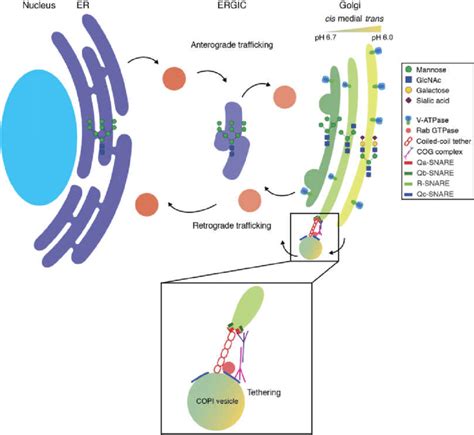 Schematic overview of the early secretory pathway in mammalian cells.... | Download Scientific ...