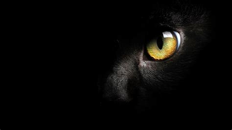 Wallpaper Black cat face, yellow eye 1920x1200 HD Picture, Image