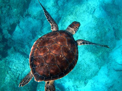 Why Are Sea Turtles Important — SEE Turtles — SEE Turtles