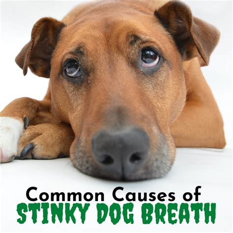 Do Dogs Breath Stink When Losing Teeth