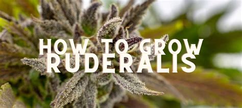 Ruderalis Autoflower Cannabis Grow Guide - Annibale Seedshop