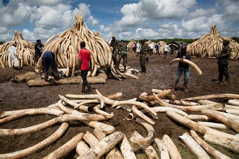 A QUESTÃO DO TRÁFICO DE MARFIM NA ÁFRICA CENTRAL E SUA RELAÇÃO COM O FINANCIAMENTO DE GRUPOS ...