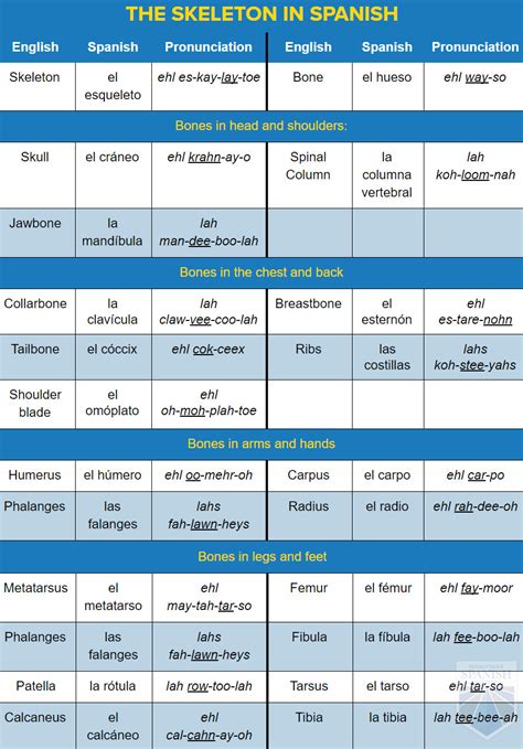 Spanish Body Parts: Vocabulary and Practical Implementation